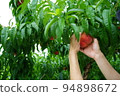 Hands wrapping a peach Peach picking Taste picking Peach harvest Fruit orchard 94898672