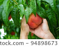 Hands wrapping a peach Peach picking Taste picking Peach harvest Fruit orchard 94898673