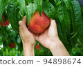 Hands wrapping a peach Peach picking Taste picking Peach harvest Fruit orchard 94898674