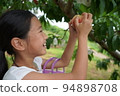 Girl peach picking fun smiling orchard elementary school student peach 94898708