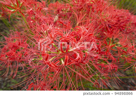 Amaryllis, cluster amaryllis, licorice, Kinchakuda, superb view in full bloom Amaryllis, cluster amaryllis, licorice, Kinchakuda, superb view in full bloom 94898866