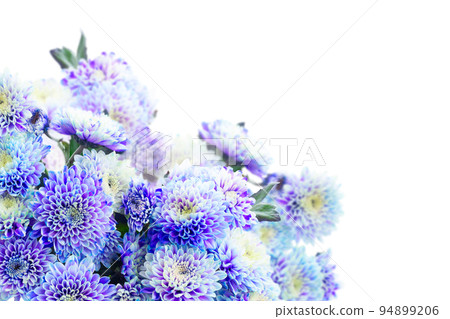 blue chrysanthemum flowers 94899206