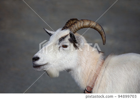 goat horned mammal animal dairy farm agriculture livestock 94899703