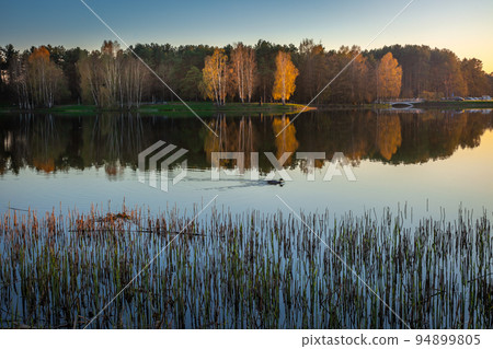 Autumn landscape with yellow and orange trees and lake reflection, Lithuania 94899805