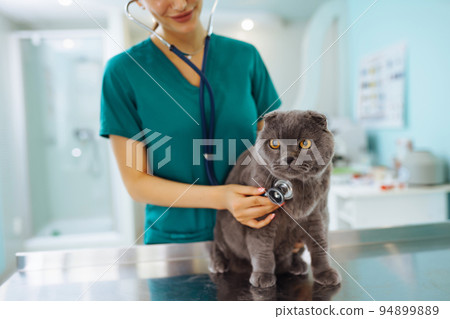 Woman veterinarian examining cat on table in veterinary clinic. Healthcare, medicine treatment of pets. Woman veterinarian examining cat on table in veterinary clinic. Healthcare, medicine treatment of pets. 94899889
