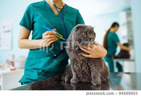 Woman veterinarian examining cat on table in veterinary clinic. Healthcare, medicine treatment of pets. 94899893
