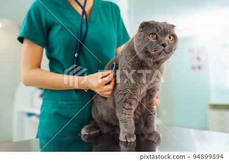 Woman veterinarian examining cat on table in veterinary clinic. Healthcare, medicine treatment of pets. 94899894