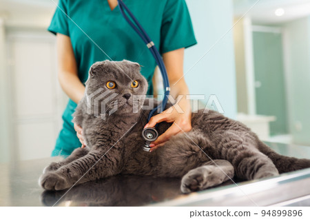 Woman veterinarian examining cat on table in veterinary clinic. Healthcare, medicine treatment of pets. Woman veterinarian examining cat on table in veterinary clinic. Healthcare, medicine treatment of pets. 94899896