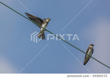 Black-throated swallow perched on an electric wire 94900535