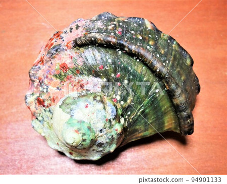 nocturnal shellfish nocturnal shellfish 94901133