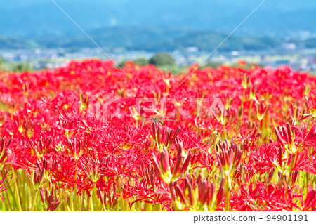 【cluster amaryllis】 【cluster amaryllis】 94901191