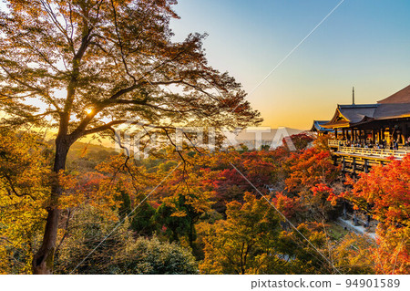 Autumn in Higashiyama, Kyoto World Heritage Kiyomizu-dera Temple Twilight Stage and Autumn Leaves Autumn in Higashiyama, Kyoto World Heritage Kiyomizu-dera Temple Twilight Stage and Autumn Leaves 94901589