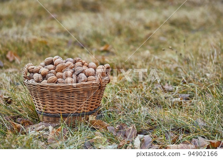 Walnuts in a basket 94902166