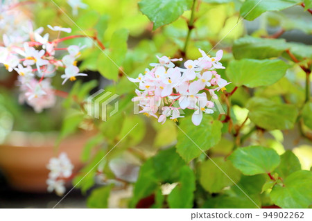 海棠花茶玫瑰 海棠花茶玫瑰 94902262