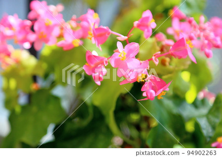 海棠花安瓊斯 海棠花安瓊斯 94902263