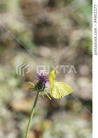 Northern Spotted Butterfly 94902277