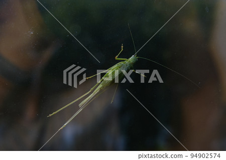 Grasshopper larva that clings to the window glass 94902574