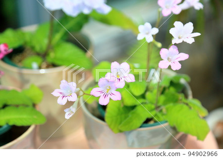 Streptocarp花 94902966