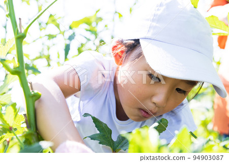 Cute kid harvesting vegetables in the field 94903087