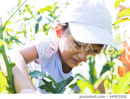 Cute kid harvesting vegetables in the field 94903088