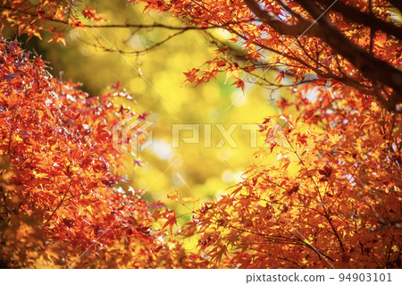 Autumn leaves 94903101
