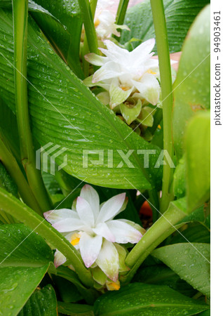 turmeric flowers wet in the rain turmeric flowers wet in the rain 94903461