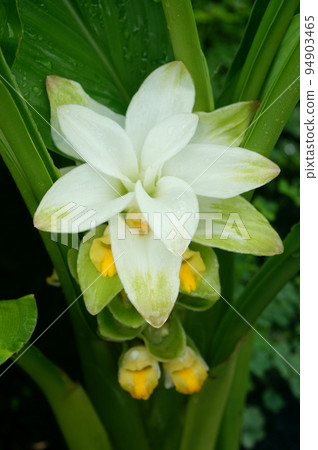 turmeric flowers wet in the rain 94903465