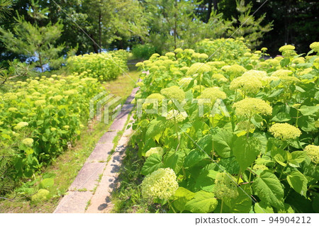 Annabelle flowers 94904212