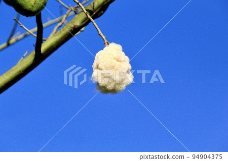 Branches and flowers of the Ceiba Speciosa tree, known as Paineira, in a natural blue sky background on a sunny day Branches and flowers of the Ceiba Speciosa tree, known as Paineira, in a natural blue sky background on a sunny day 94904375