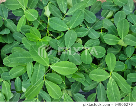 花生葉 花生葉 94906279