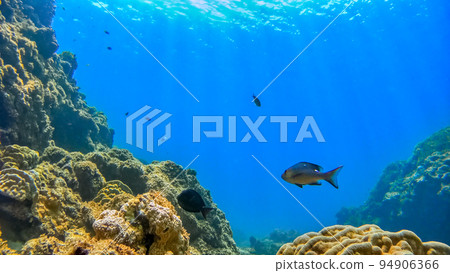 Nishihama Beach underwater photography of Okinawa Akajima Nishihama Beach underwater photography of Okinawa Akajima 94906366