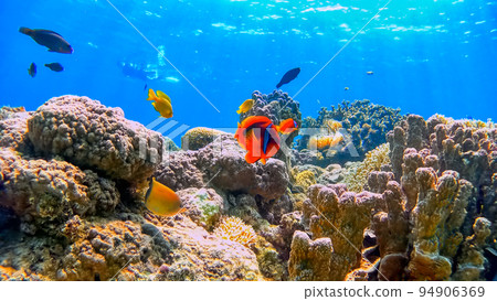 沖繩Akajima的Nishihama海灘水下攝影 94906369