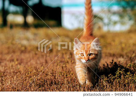ginger red kitten on grass 94906641