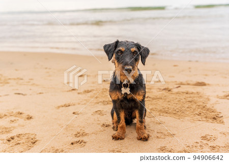 Jagdterrier portrait on the beach 94906642