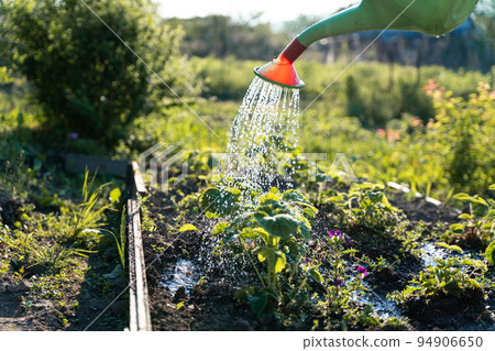 Watering can on the garden,Watering the garden at sunset,Vegetable watering can Watering can on the garden,Watering the garden at sunset,Vegetable watering can 94906650