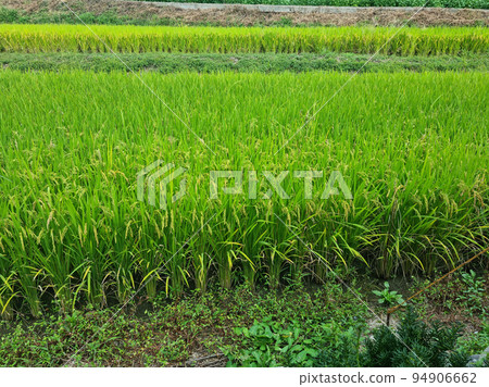 Rice field 94906662