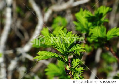 Komagatake rowan sprouts Komagatake rowan sprouts 94906826
