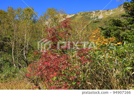Tsugaike Nature Park in full bloom of autumn leaves 94907166