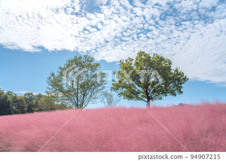 70 年世博會紀念公園的粉紅色草地 Mühlenbergia 94907215
