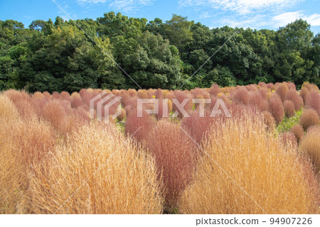 Cute fluffy kochia autumn leaves Expo'70 Commemorative Park Cute fluffy kochia autumn leaves Expo'70 Commemorative Park 94907226