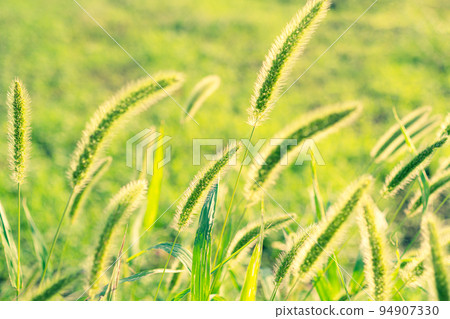 Cat teaser in the sunlight Green foxtail and green background a-3 Warm colors and cold colors emphasized 94907330