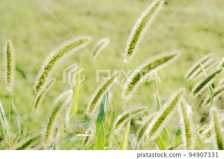 Nekojarashi in the sunlight Green foxtail and green background a-4 film style Nekojarashi in the sunlight Green foxtail and green background a-4 film style 94907331
