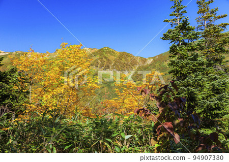 Tsugaike Nature Park in full bloom of autumn leaves Tsugaike Nature Park in full bloom of autumn leaves 94907380