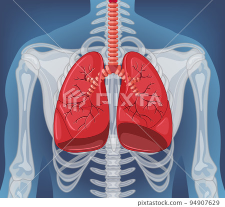 Human internal organ with lungs 94907629