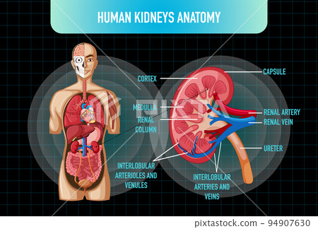 Human internal organ with kidneys and bladder 94907630