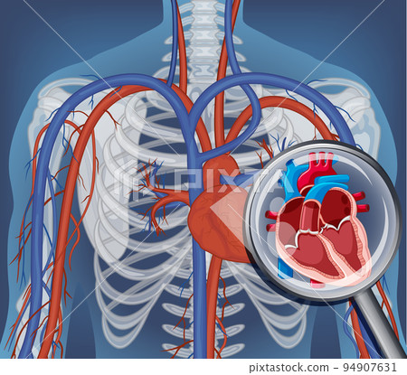 X-ray of human body with internal organs 94907631