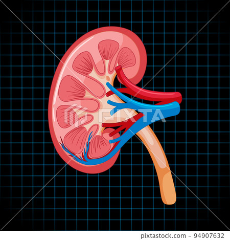 Human internal organ with kidney 94907632