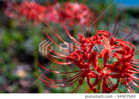 Clusters of cluster amaryllis blooming in the sunlight b-1 Clusters of cluster amaryllis blooming in the sunlight b-1 94907668