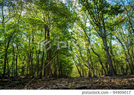 Takahara no Mori 94909017