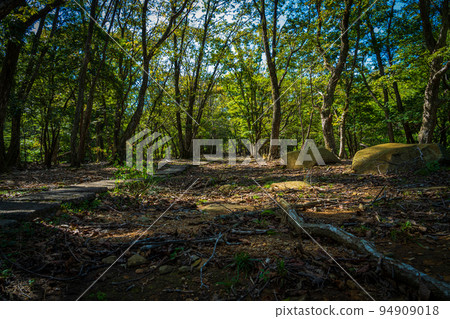 陽光透過樹木過濾的森林風景 94909018